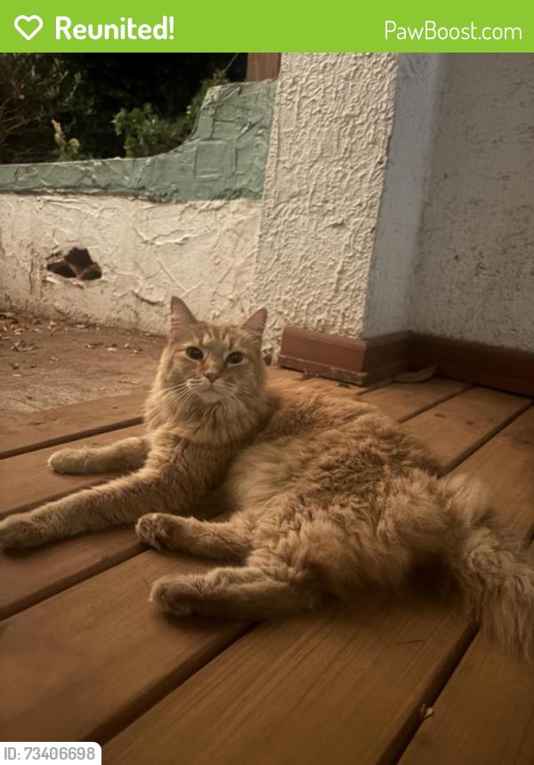 Reunited Male Cat last seen Near S Tremont Dr, Greensboro, NC 27403, USA, Greensboro, NC 27403
