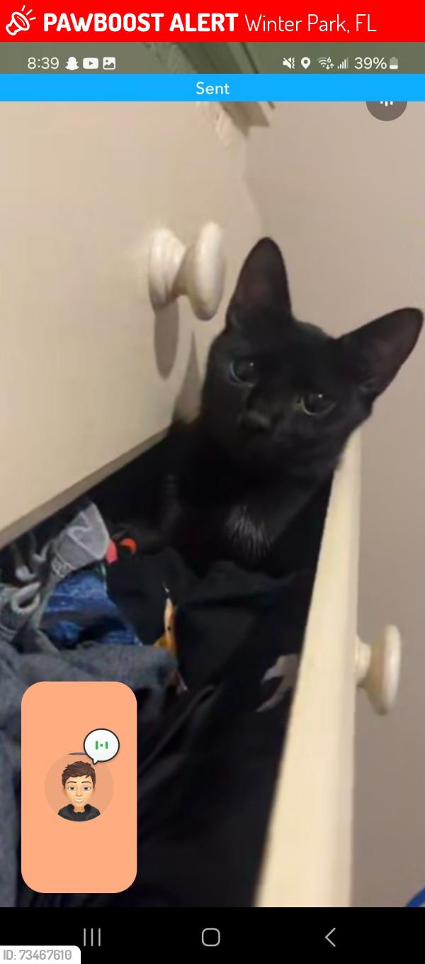 Lost Male Cat last seen Near village hill place neighborhood, Winter Park, FL 32792