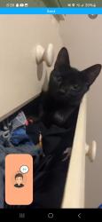 Lost Male Cat last seen Near village hill place neighborhood, Winter Park, FL 32792