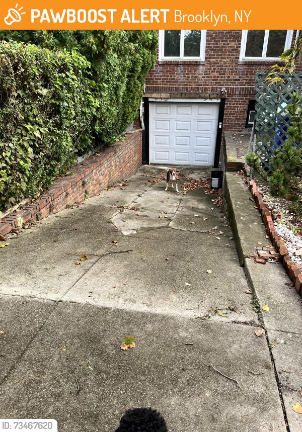 Found/Stray Unknown Dog last seen Avenue U Marine Park, Brooklyn, NY 11234