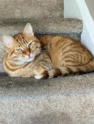 Reunited Male Cat last seen Luella & highland, Kutztown, PA 19530