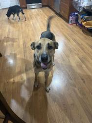 Reunited Male Dog last seen Underwood Laporte, La Porte, TX 77571