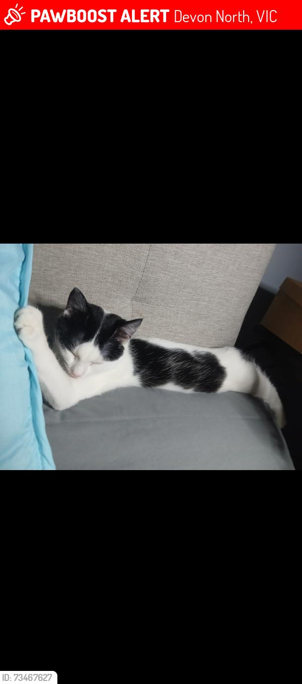 Lost Male Cat last seen Whitelaws Track, Devon North VIC 3971, Devon North, VIC 3971