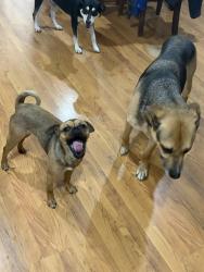 Lost Male Dog last seen Spencer hwy, La Porte, TX 77571