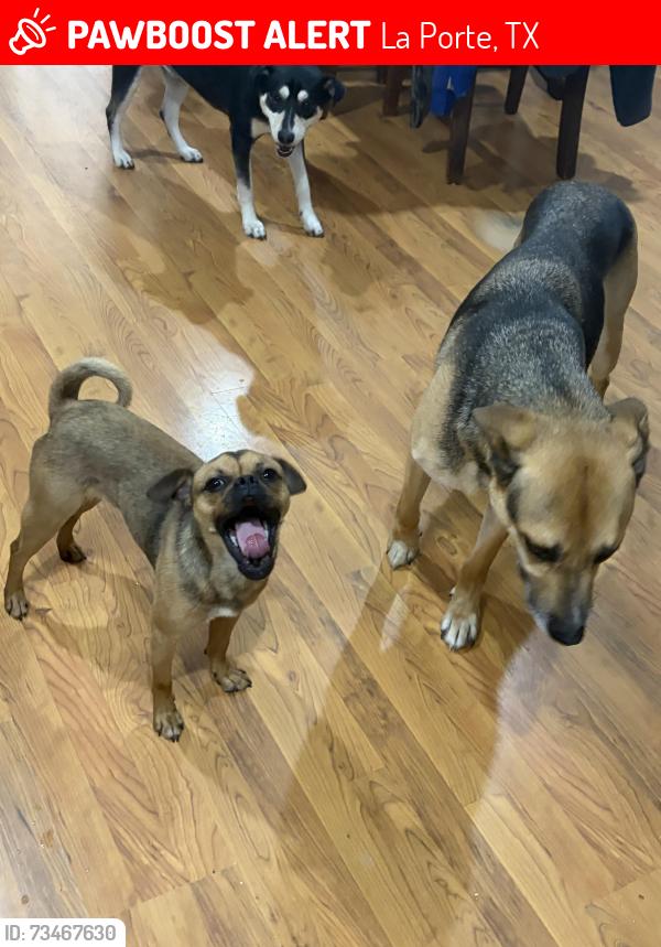 Lost Male Dog last seen Spencer hwy, La Porte, TX 77571