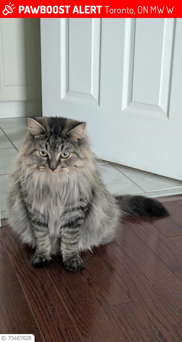 Lost Male Cat last seen Warden and Steeles, Toronto, ON M1W 2W9