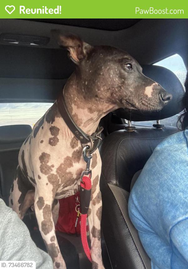 Reunited Male Dog last seen Whitfield Dr., North Richland Hills, TX 76180