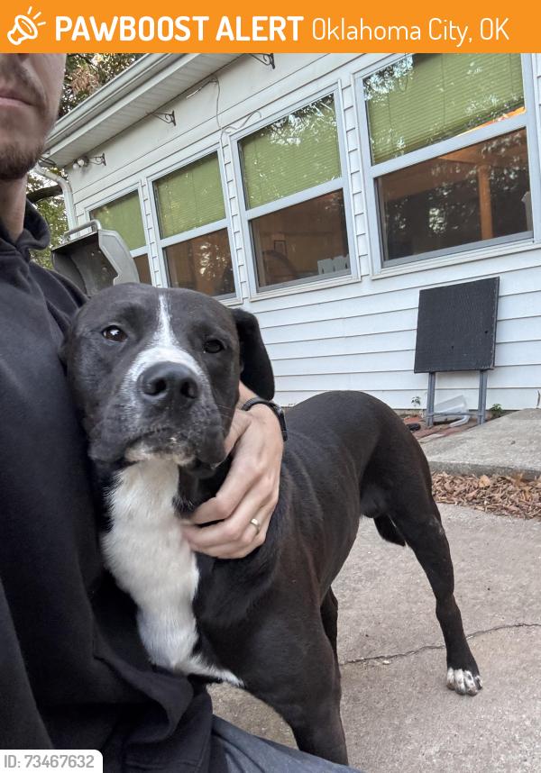 Found/Stray Male Dog last seen NW 43rd St and Independence, Oklahoma City, OK 73112