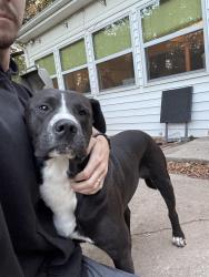 Found/Stray Male Dog last seen NW 43rd St and Independence, Oklahoma City, OK 73112