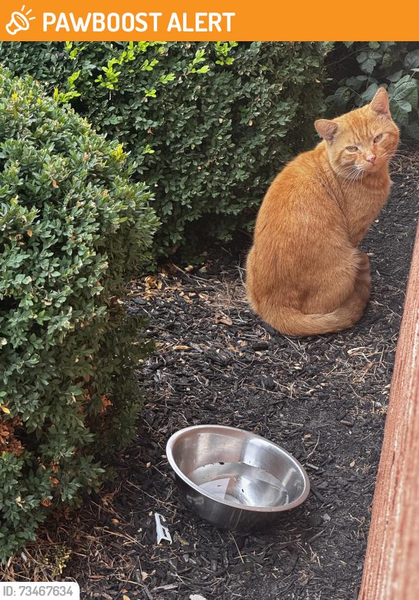 Found/Stray Unknown Cat last seen Liberte Court., Burlington Township, NJ 08016