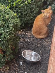 Found/Stray Unknown Cat last seen Liberte Court., Burlington Township, NJ 08016