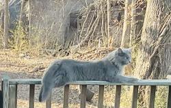 Lost Male Cat last seen Birchwood pike, Bryla lane, Harrison, TN 37341