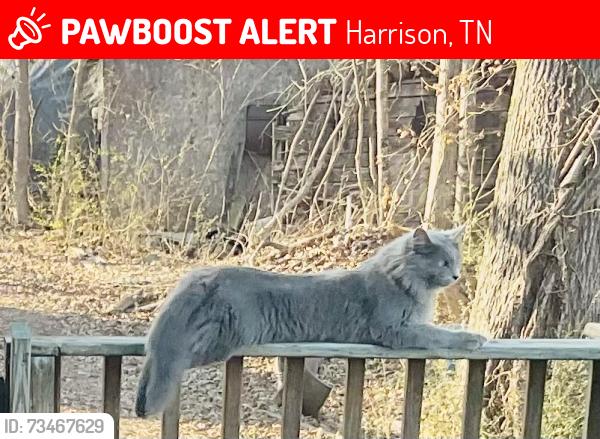 Lost Male Cat last seen Birchwood pike, Bryla lane, Harrison, TN 37341
