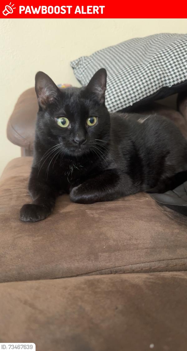 Lost Female Cat last seen Windsor Ave and Westmoreland st, Colorado Springs, CO 80907