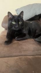 Lost Female Cat last seen Windsor Ave and Westmoreland st, Colorado Springs, CO 80907