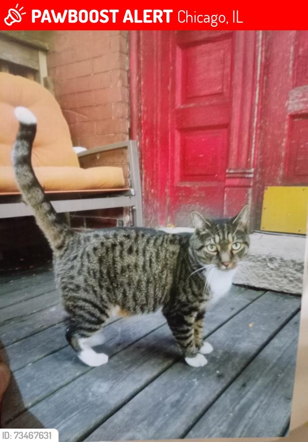 Lost Male Cat last seen Logan Blvd, Chicago, IL 60647
