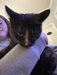 Found/Stray Female Cat last seen Near w midland street, Bay City, MI 48706