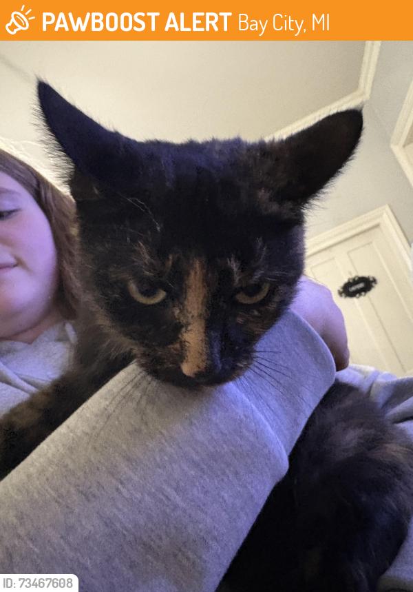 Found/Stray Female Cat last seen Near w midland street, Bay City, MI 48706