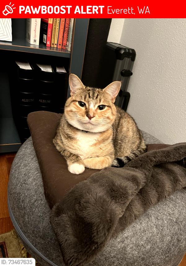 Lost Female Cat last seen Near Colby Ave Everett, WA 98201, Everett, WA 98201