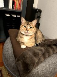 Lost Female Cat last seen Near Colby Ave Everett, WA 98201, Everett, WA 98201