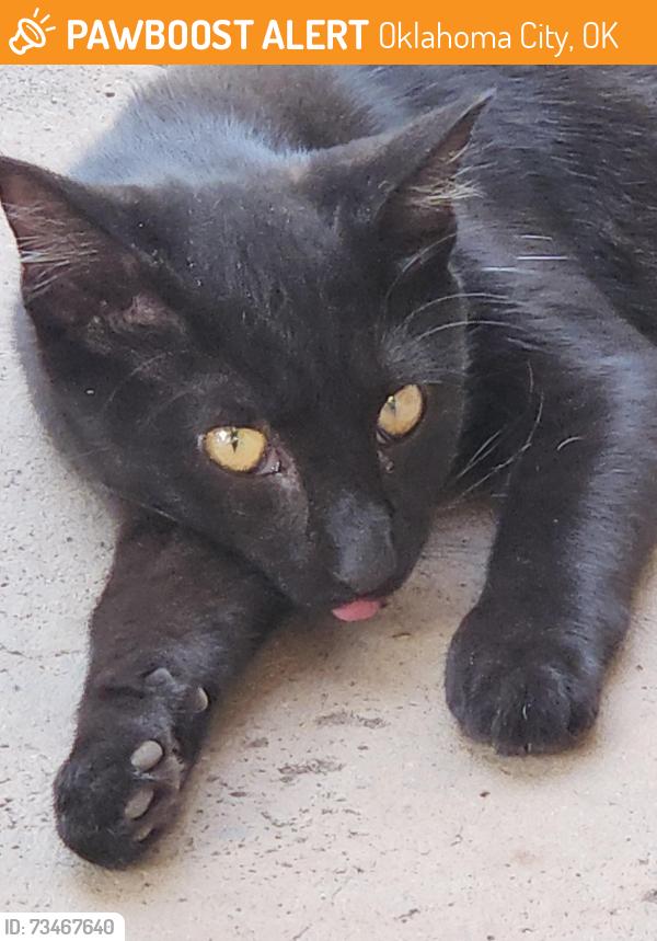 Found/Stray Unknown Cat last seen Nw 35th & shartel, Oklahoma City, OK 73118