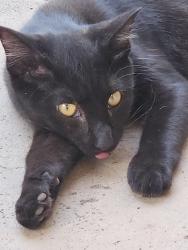 Found/Stray Unknown Cat last seen Nw 35th & shartel, Oklahoma City, OK 73118