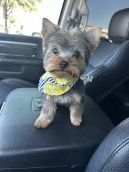 Lost Male Dog last seen Westridge and Moss, Odessa, TX 79764
