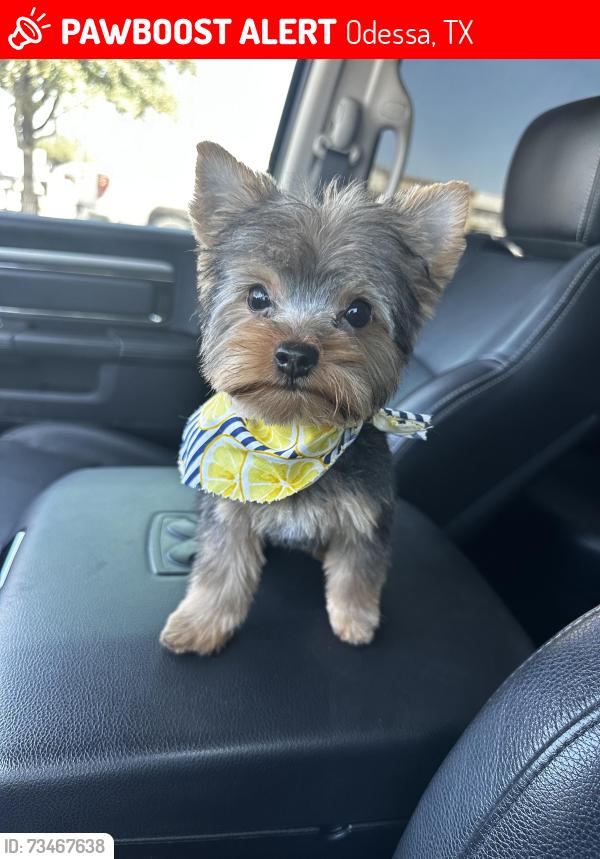 Lost Male Dog last seen Westridge and Moss, Odessa, TX 79764