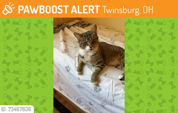 Found/Stray Female Cat last seen Warren Parkway Neighborhood, Twinsburg, OH 44087