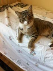 Found/Stray Female Cat last seen Warren Parkway Neighborhood, Twinsburg, OH 44087
