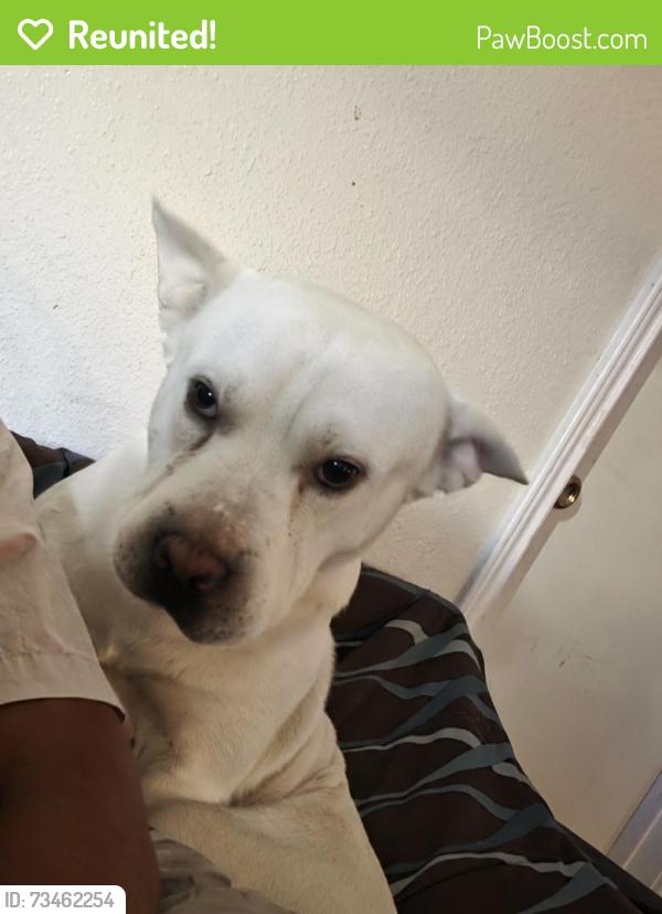 Reunited Male Dog last seen Stonewall street new braunfels, New Braunfels, TX 78130