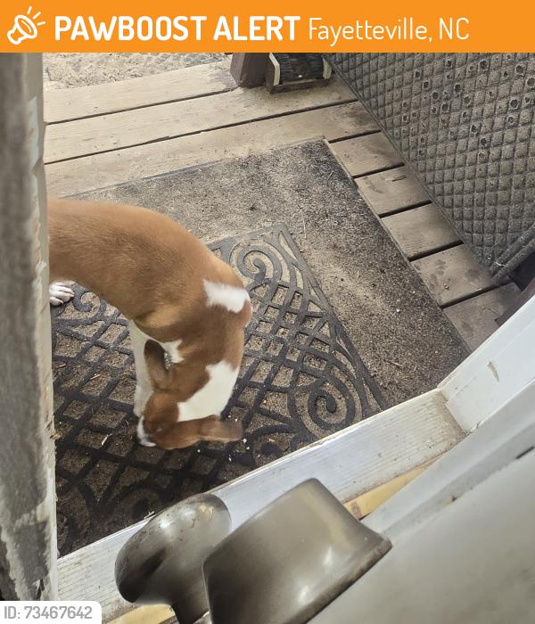 Found/Stray Unknown Dog last seen Bragg Blvd, Schmidt St, Fayetteville, NC 28303