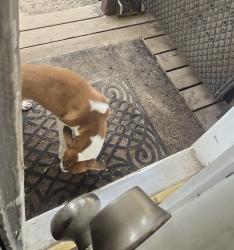 Found/Stray Unknown Dog last seen Bragg Blvd, Schmidt St, Fayetteville, NC 28303