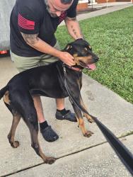 Reunited Male Dog last seen April ave and lavilla, Deltona, FL 32725