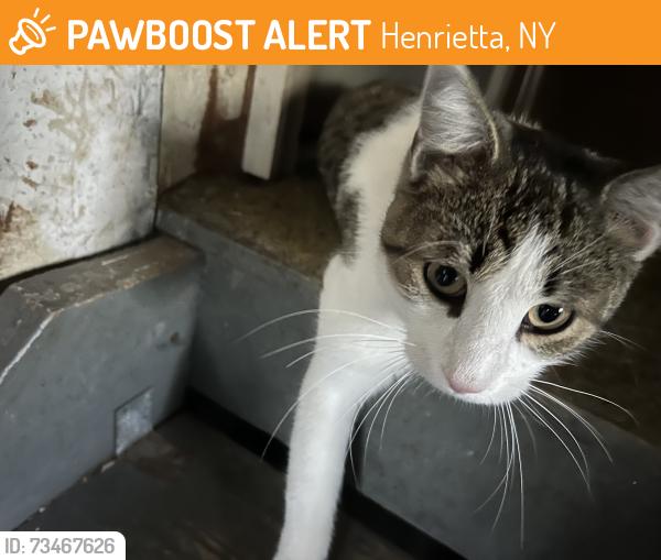 Found/Stray Unknown Cat last seen Wildbriar & ShellEdge Rds., Henrietta, NY 14623