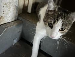 Found/Stray Unknown Cat last seen Wildbriar & ShellEdge Rds., Henrietta, NY 14623