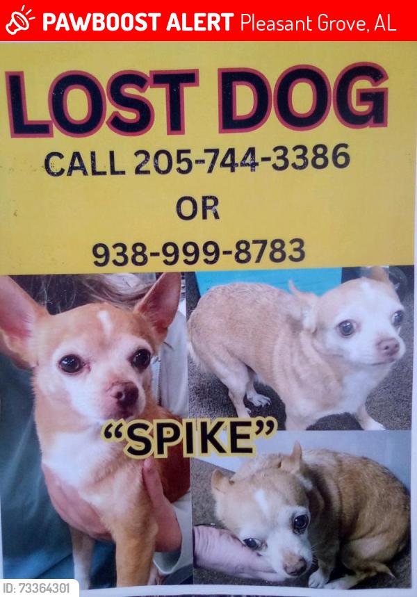 Lost Male Dog last seen Park road and pleasant Grove road near Jack's & Nazarene Church, Pleasant Grove, AL 35127