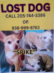 Lost Male Dog last seen Park road and pleasant Grove road near Jack's & Nazarene Church, Pleasant Grove, AL 35127