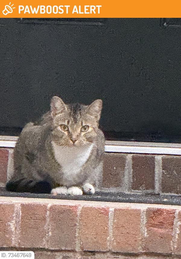 Found/Stray Unknown Cat last seen Somerlane pl in avondale, Avondale Estates, GA 30002