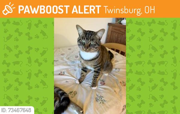 Found/Stray Male Cat last seen Warren Parkway Neighborhood, Twinsburg, OH 44087