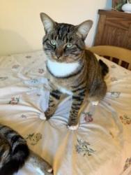 Found/Stray Male Cat last seen Warren Parkway Neighborhood, Twinsburg, OH 44087