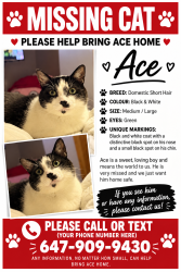 Lost Male Cat last seen Everest Hakka hse, Toronto, ON M8V 1B6