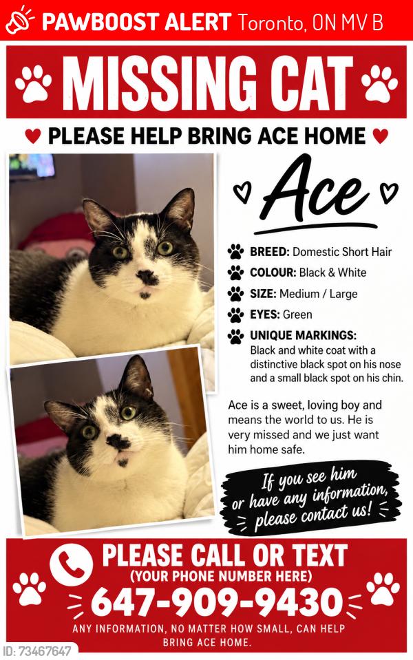 Lost Male Cat last seen Everest Hakka hse, Toronto, ON M8V 1B6