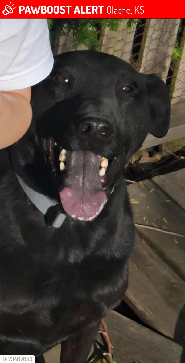 Lost Male Dog last seen Near Scarborough elementary, Olathe, KS 66062
