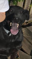 Lost Male Dog last seen Near Scarborough elementary, Olathe, KS 66062