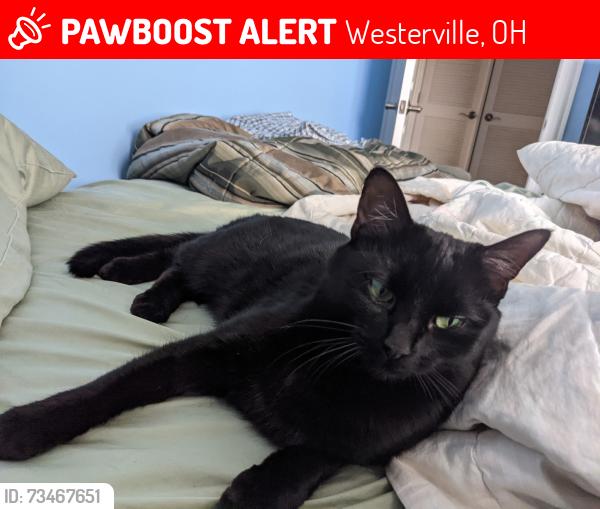 Lost Female Cat last seen Sancus, Westerville, OH 43081