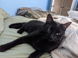 Lost Female Cat last seen Sancus, Westerville, OH 43081