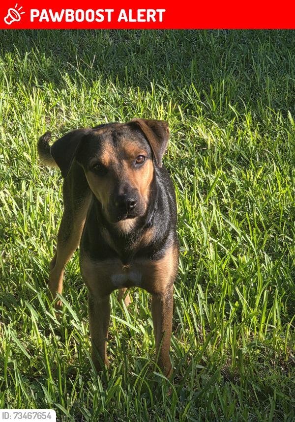Lost Male Dog last seen Amelia Earhart Park, Hialeah, FL 33013