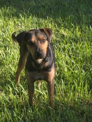 Lost Male Dog last seen Coral Gables, Florida, Coral Gables, FL 33146