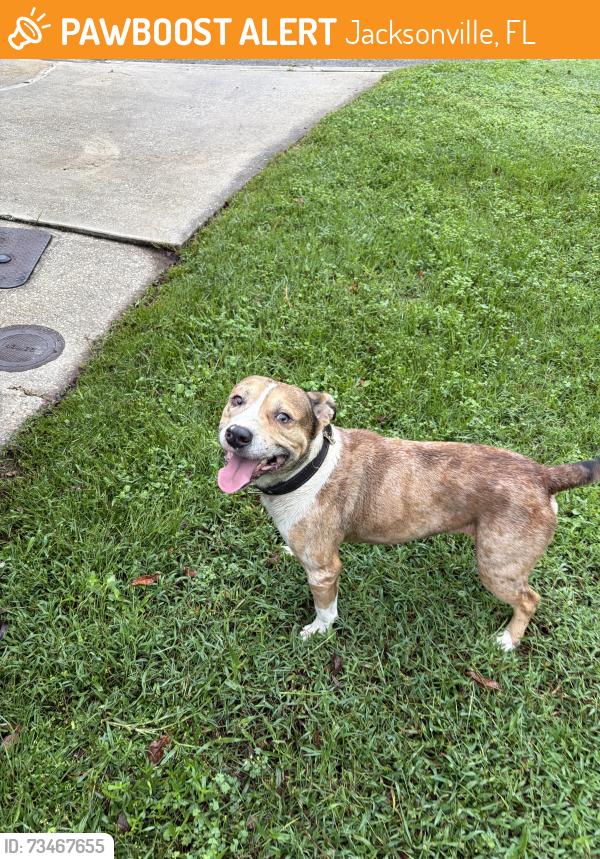 Found/Stray Male Dog last seen Southside blvd, Jacksonville, FL 32256